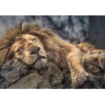 Sleeping Lion