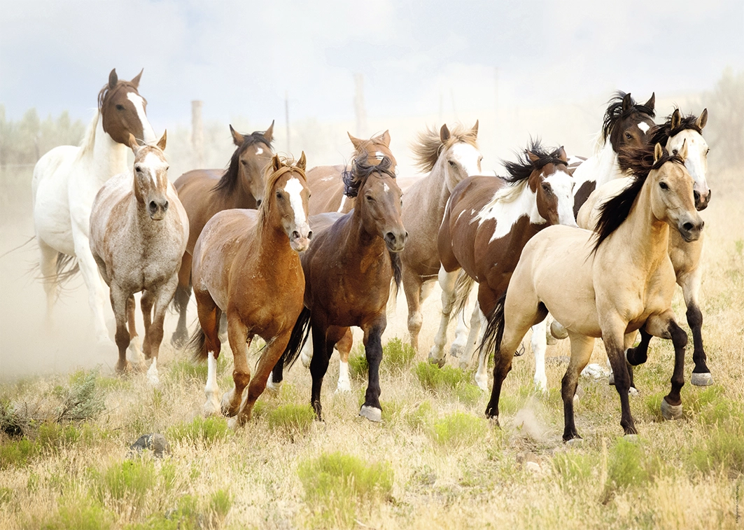 Pferde reitet in die Wüste