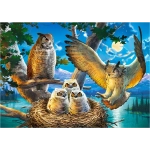 Owl Family