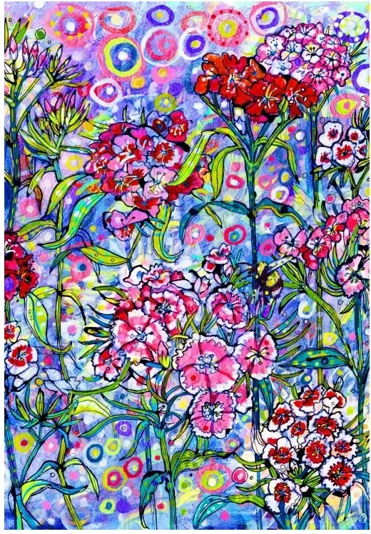 Sweet William