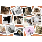 Collage - Chats