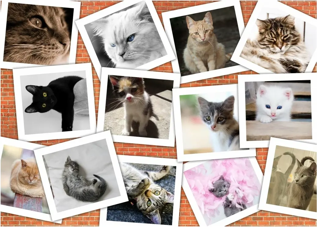 Collage - Chats