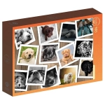 Collage - Chiens