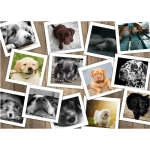 Collage - Chiens