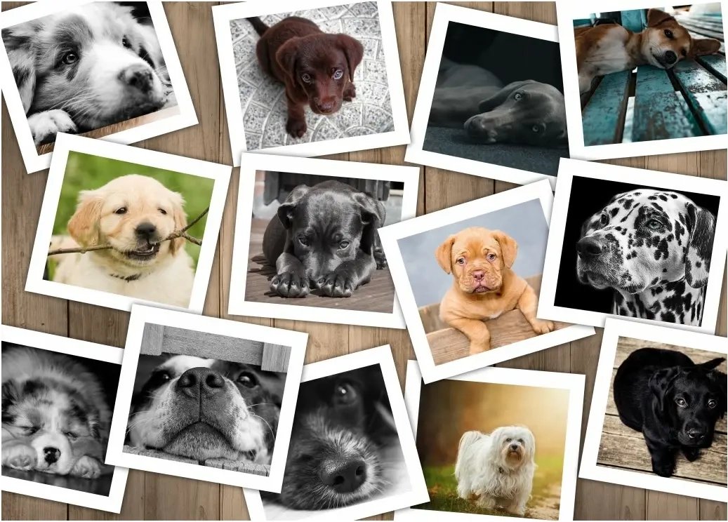 Collage - Chiens