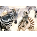 Young Zebras