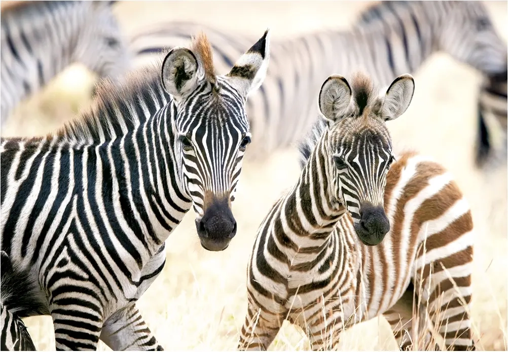 Young Zebras