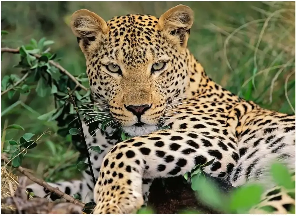 Vio die Leopardin