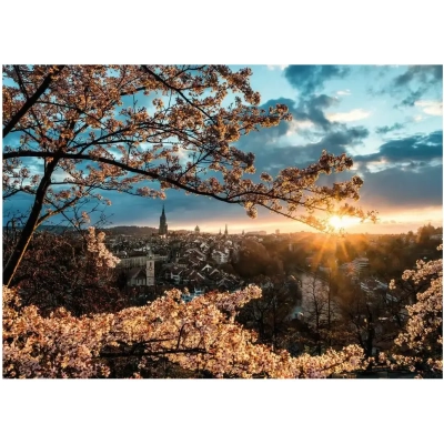 Kirschblüten in Bern