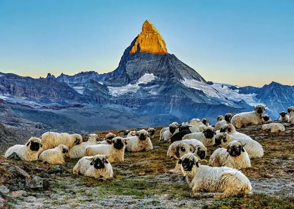 Meet the Sheep Zermatt