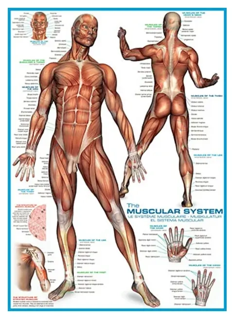 Muskelsystem