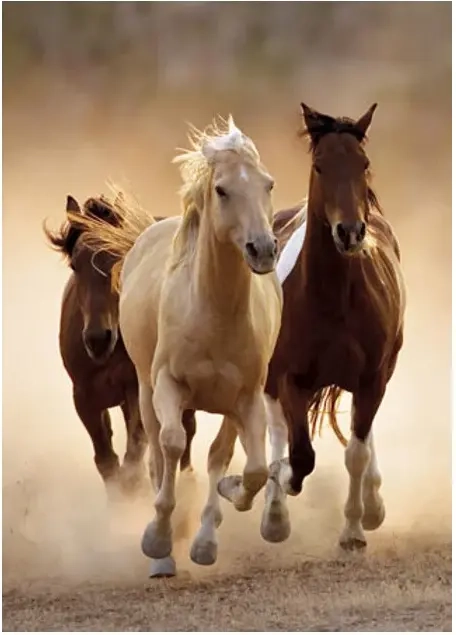 Sprintende Pferde