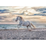Pferde am Strand
