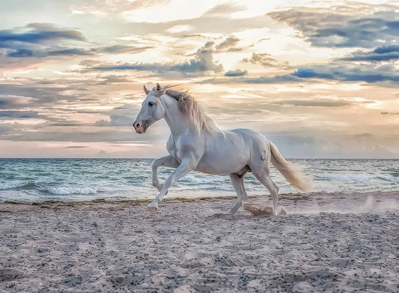 Pferde am Strand