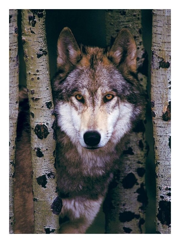 Grauer Wolf