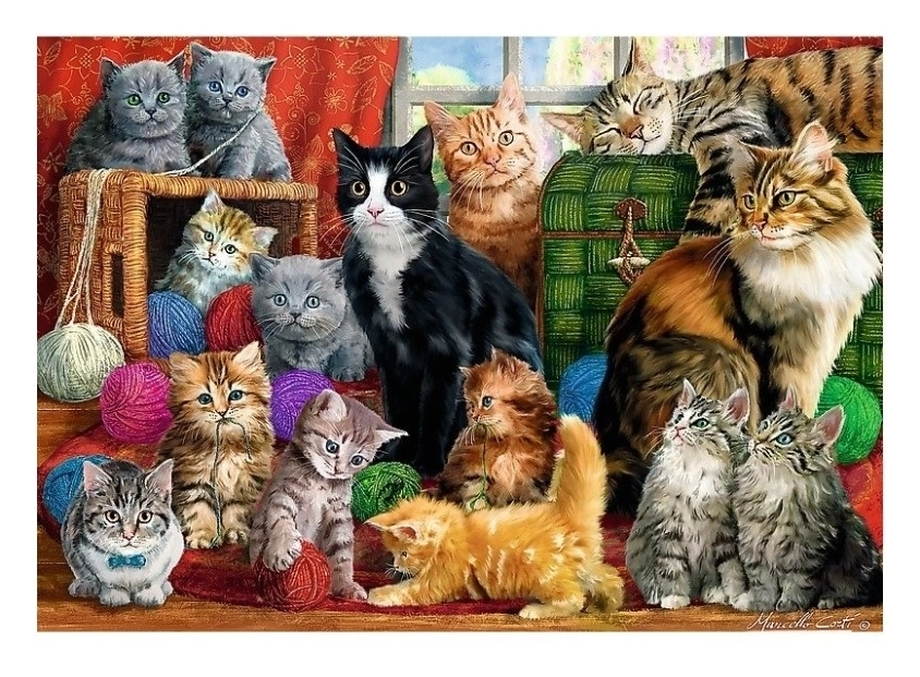 Feline meeting