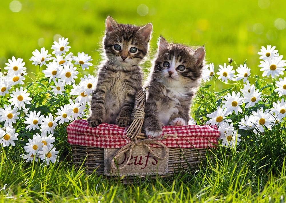 Picknick auf der Wiese