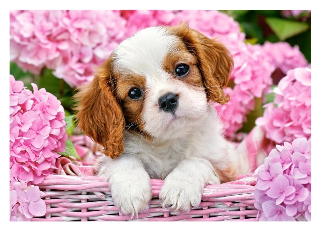 Pup in Pink Flowers