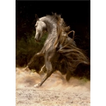 Wirbelnder arabischer Grauschimmel - Magie der Pferde
