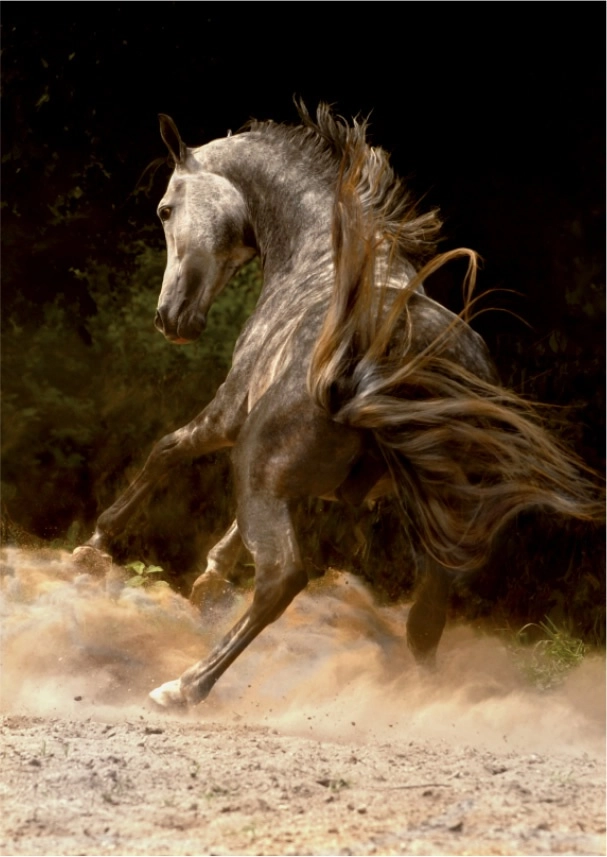 Wirbelnder arabischer Grauschimmel - Magie der Pferde