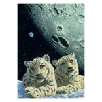 Lair of the Snow Leopard - Schim Schimmel