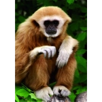 Gibbon Affe - Ruhepause