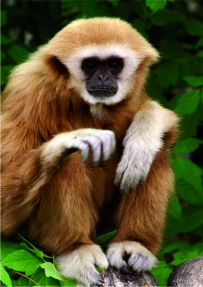 Gibbon Affe - Ruhepause