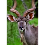 Kudu - Ich höre alles