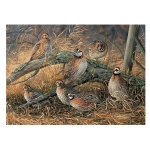 Quail