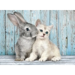 Katze & Hase