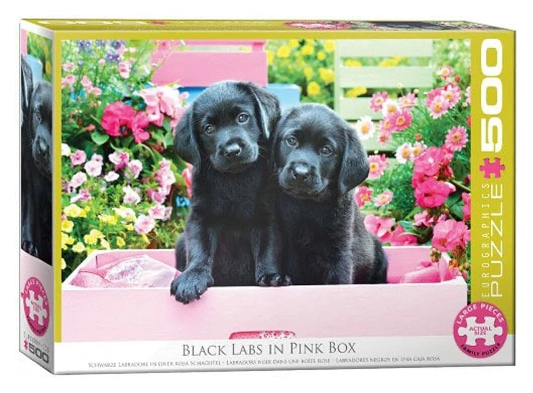 Schwarze Labradore in einer rosa Schachtel