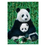 Panda und Baby