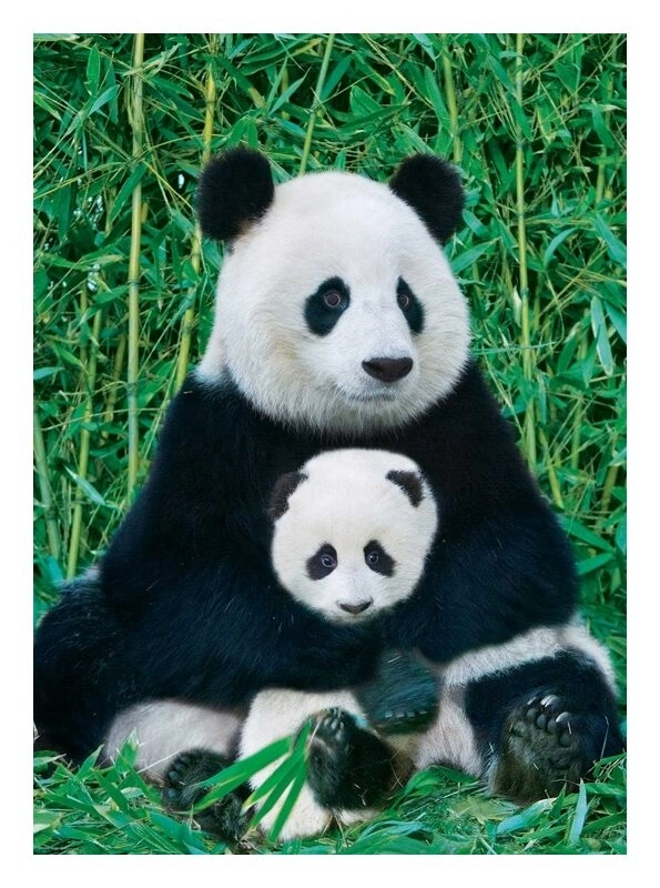 Panda und Baby