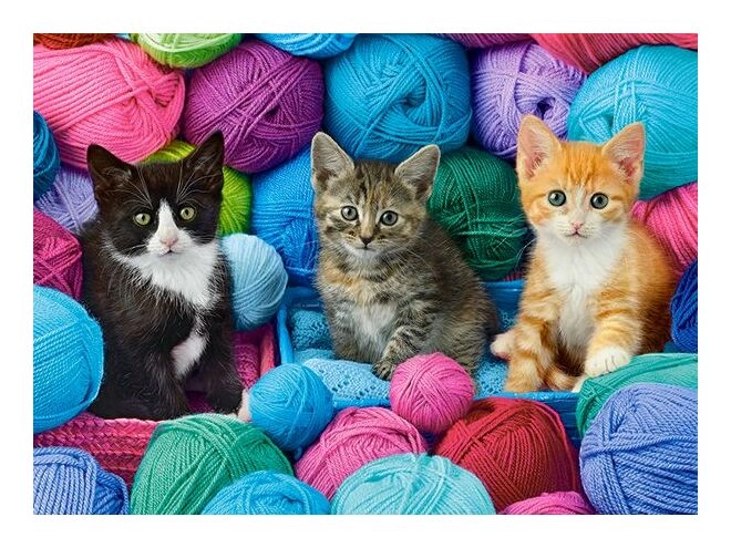 Kittens in Yarn Store