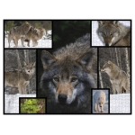 Wölfe - Wilde Geschichten - WWF