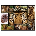 Tiger - Wilde Geschichten - WWF