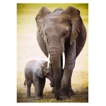 Elefant und Baby