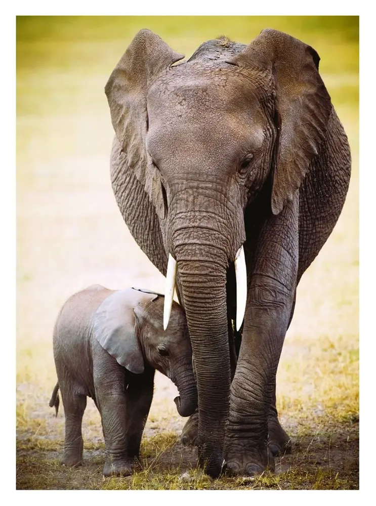 Elefant und Baby
