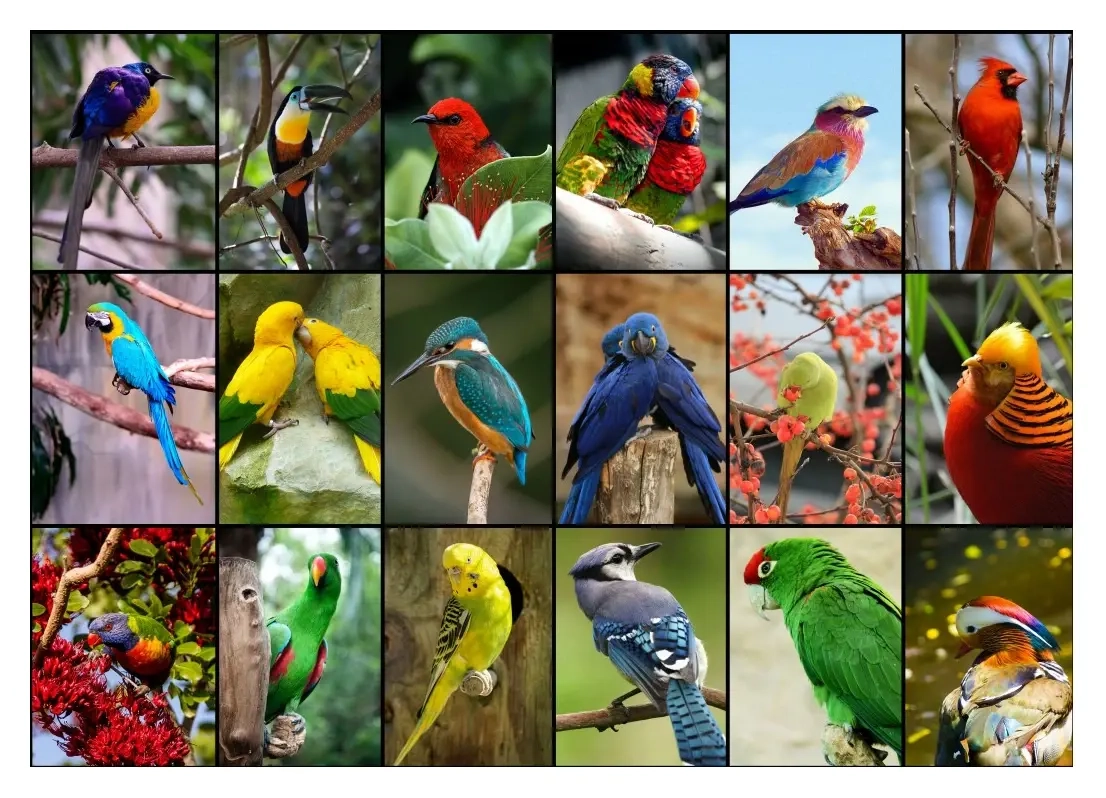 Collage - Die schönsten Vögel der Welt