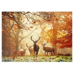 Stags - Richmond Park United Kingdom