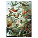 Kolibris - Ernst Haeckel