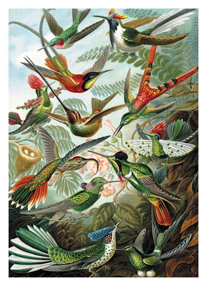 Kolibris - Ernst Haeckel